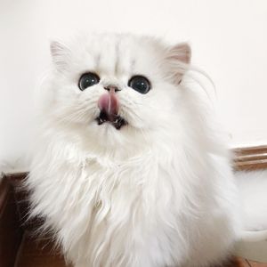 3377成人做爰A片
